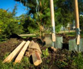 «Татэнерго» высадит 1000 деревьев в рамках «Зеленого рекорда»